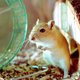 Illustration for article titled Pet Gerbil Has Been Absolutely Crushing It Latelyem/em